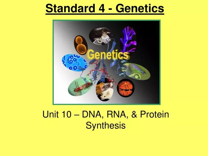unit 10 dna rna protein synthesis