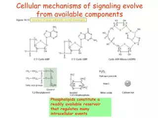 Cellular mechanisms of signaling evolve from available components