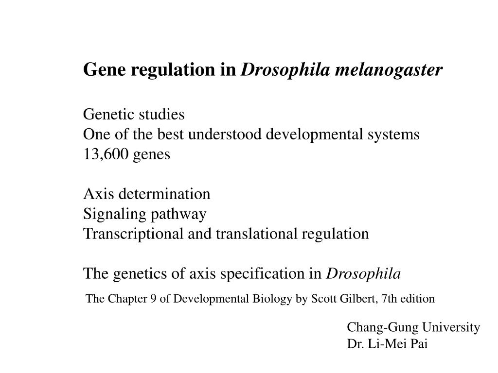 PPT - Gene regulation in Drosophila melanogaster Genetic studies ...