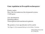 Gene regulation in Drosophila melanogaster Genetic studies - slide 1