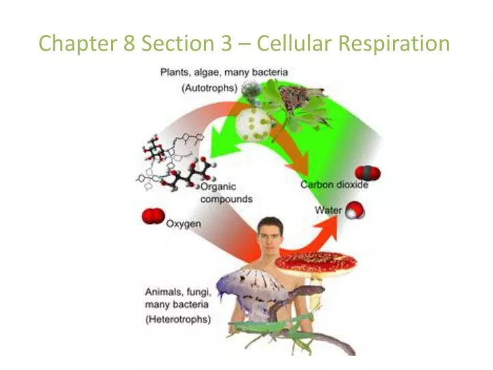 chapter 8 section 3 cellular respiration