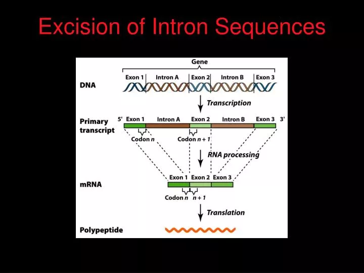 excision of intron sequences