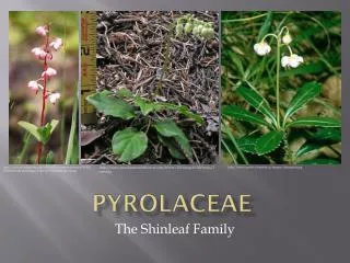 Pyrolaceae
