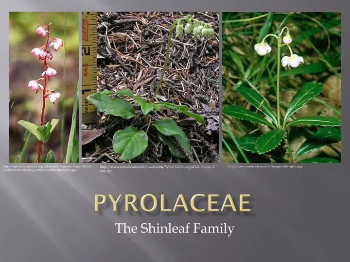 pyrolaceae