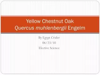 Yellow Chestnut Oak Quercus muhlenbergii Engelm
