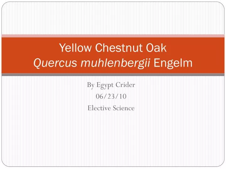 yellow chestnut oak quercus muhlenbergii engelm