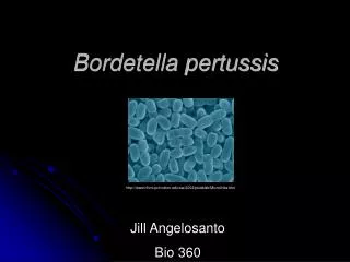 Bordetella pertussis