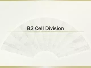b2 cell division