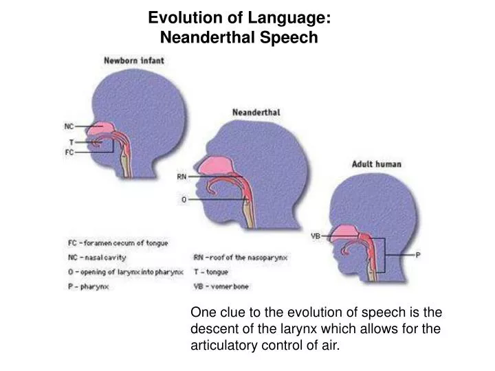 evolution of language neanderthal speech