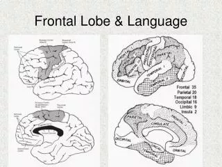 Frontal Lobe &amp; Language