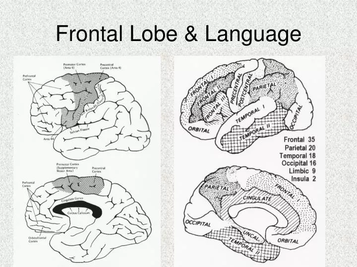 frontal lobe language