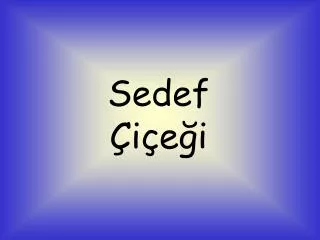 sedef i e i