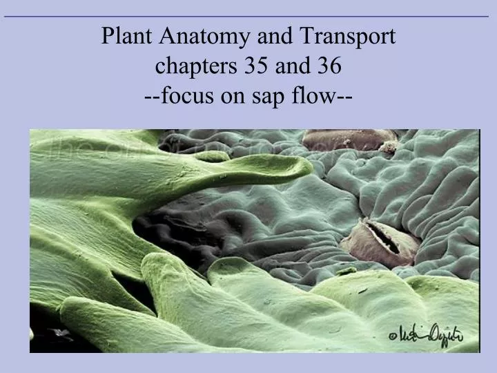plant anatomy and transport chapters 35 and 36 focus on sap flow