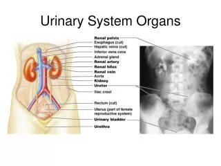 Urinary System Organs