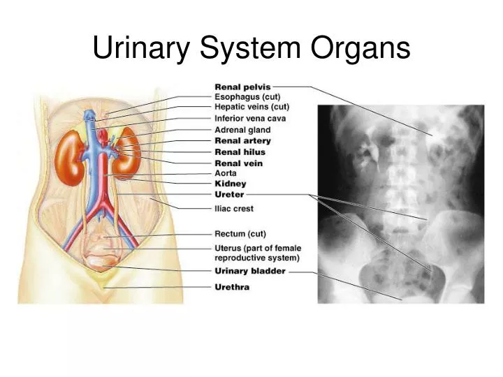 urinary system organs