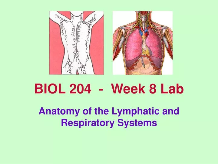 biol 204 week 8 lab
