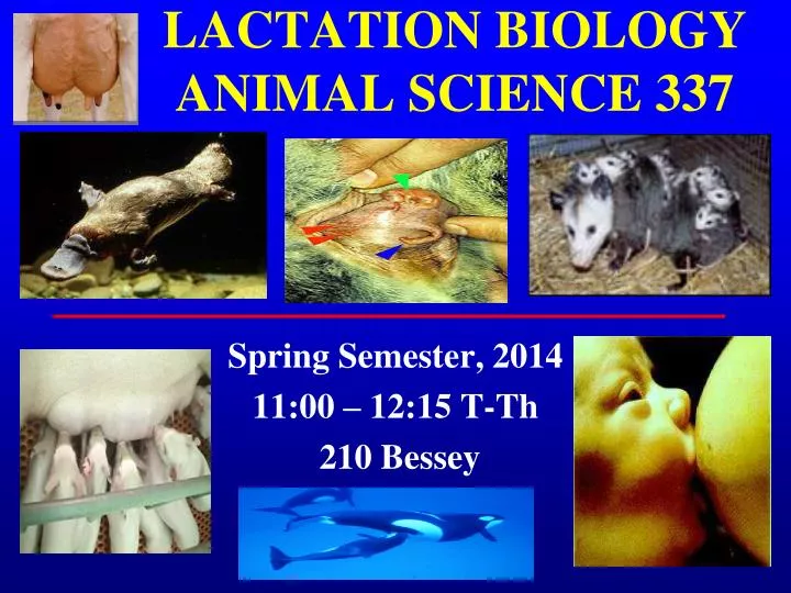 lactation biology animal science 337