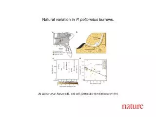 J N Weber et al. Nature 493 , 402 - 405 (2013) doi:10.1038/nature 11816