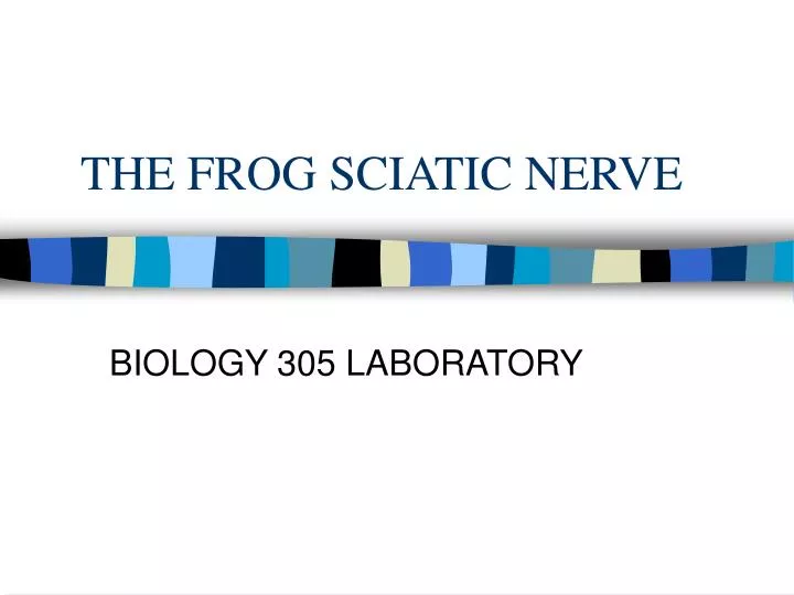 the frog sciatic nerve