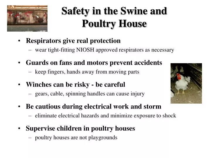 safety in the swine and poultry house