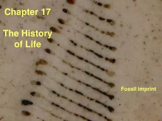 Chapter 17 The History of Life