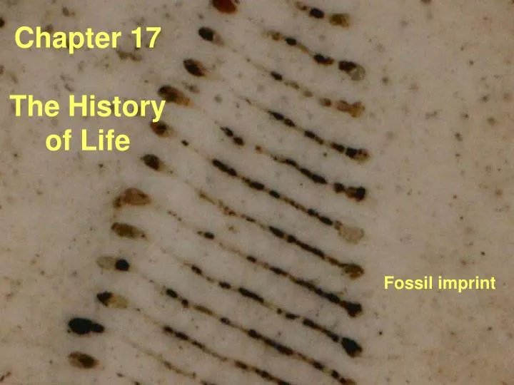 chapter 17 the history of life