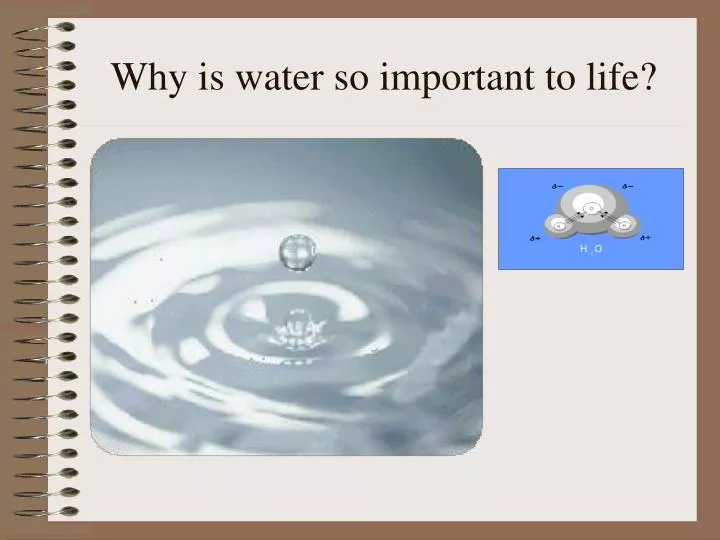 why is water so important to life