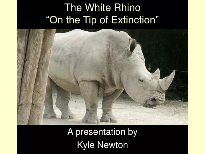 the white rhino on the tip of extinction