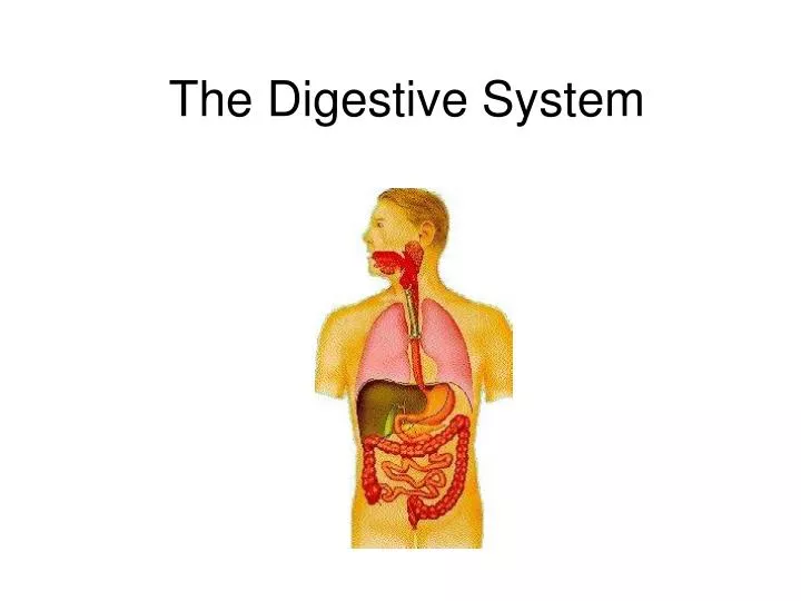 the digestive system