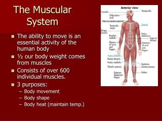 The Muscular System