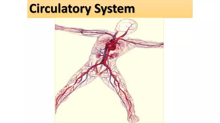 circulatory system