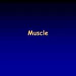 Muscle - slide 1