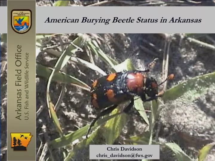 american burying beetle status in arkansas