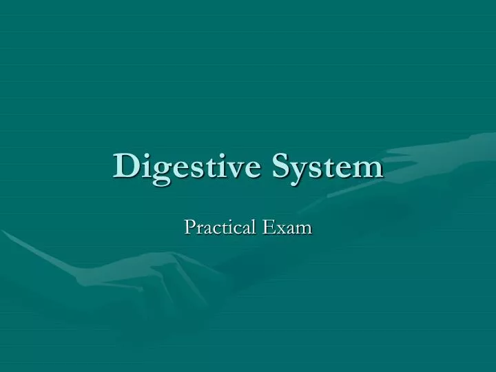 digestive system