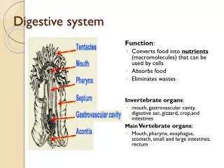 Digestive system