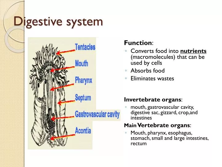 digestive system