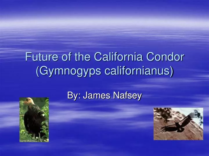 future of the california condor gymnogyps californianus
