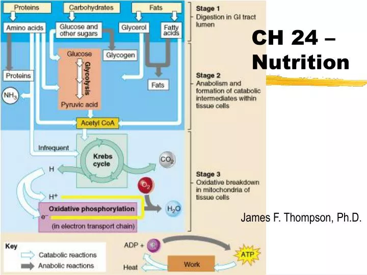 ch 24 nutrition