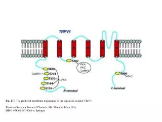 Fig. 27.1 The predicted membrane topography of the capsaicin receptor TRPV1