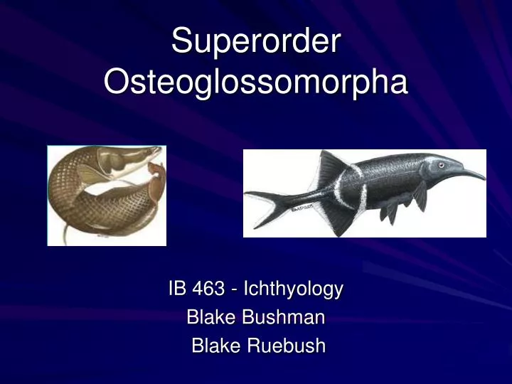 superorder osteoglossomorpha