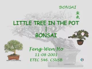 LITTLE TREE IN THE POT | BONSAI