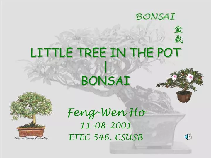 little tree in the pot bonsai