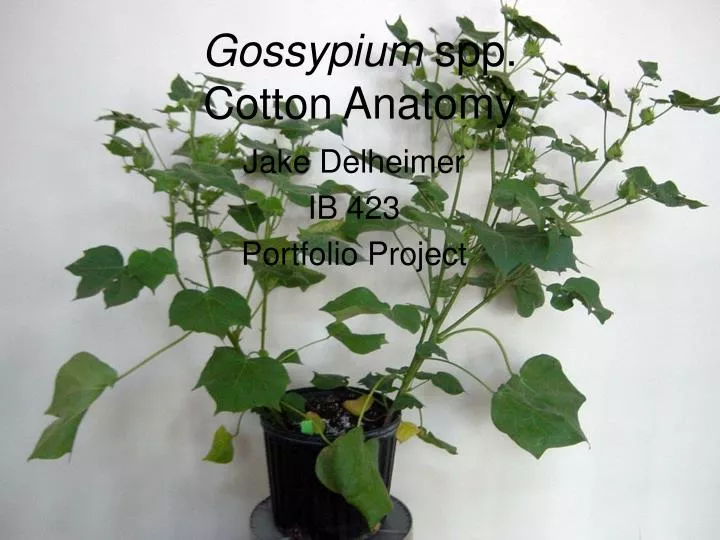gossypium spp cotton anatomy
