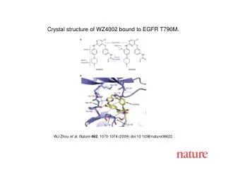 WJ Zhou et al. Nature 462 , 1070-1074 (2009) doi:10.1038/nature08 622