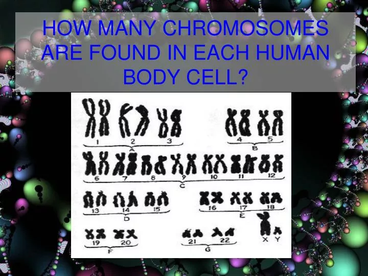 how many chromosomes are found in each human body cell