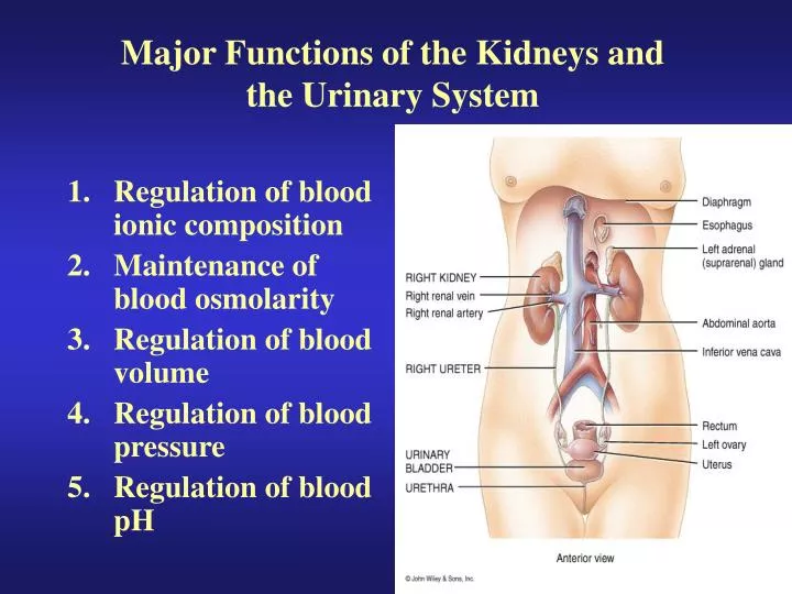 major functions of the kidneys and the urinary system