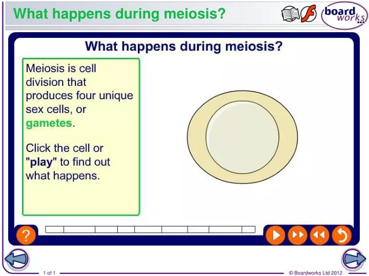 what happens during meiosis