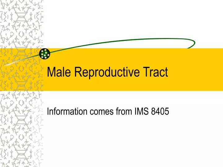 male reproductive tract