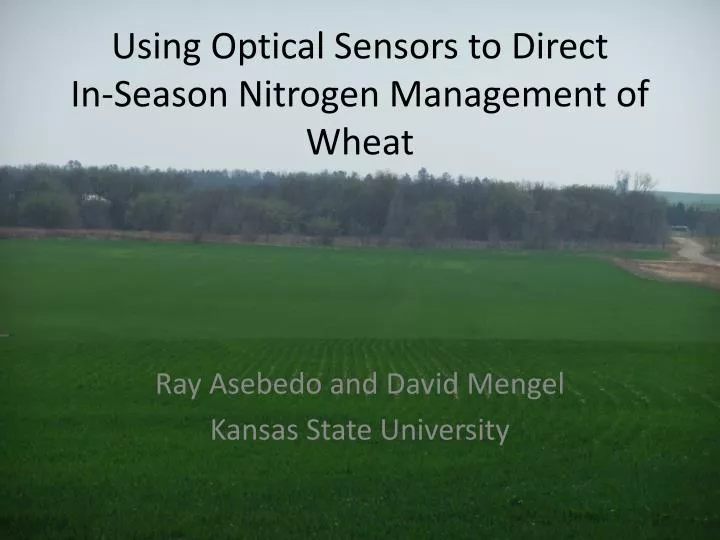 using optical sensors to direct in season nitrogen management of wheat
