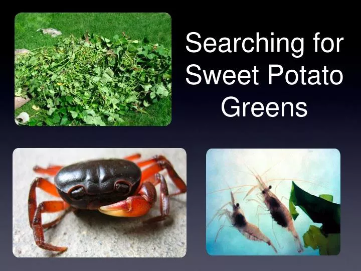 searching for sweet potato greens